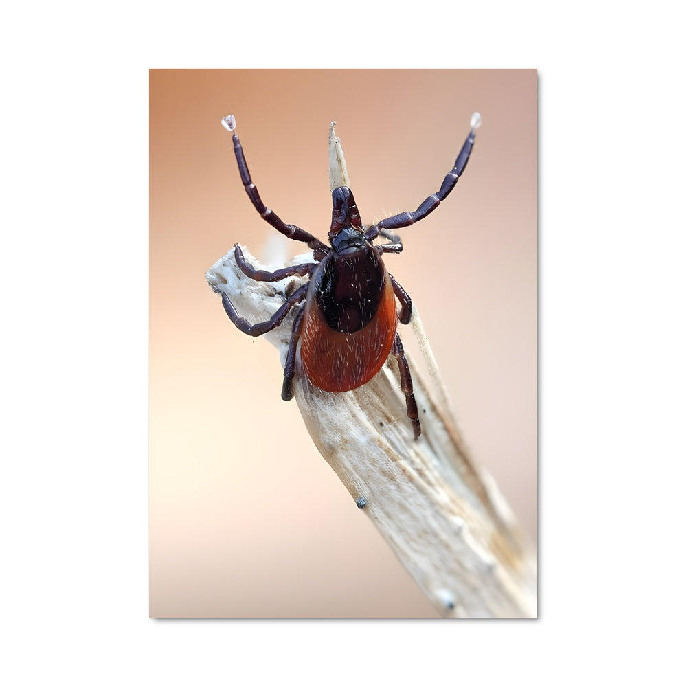 Poster Araignée Enigmatique