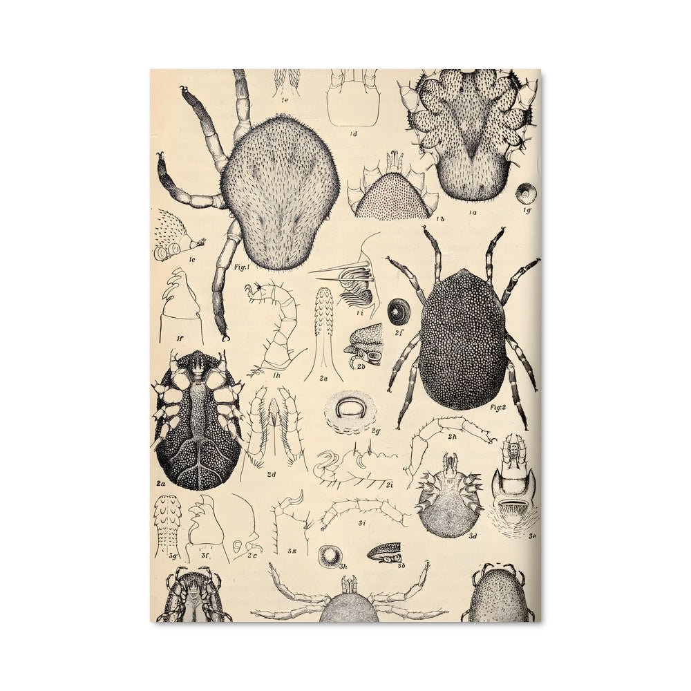 Poster Tick 85100