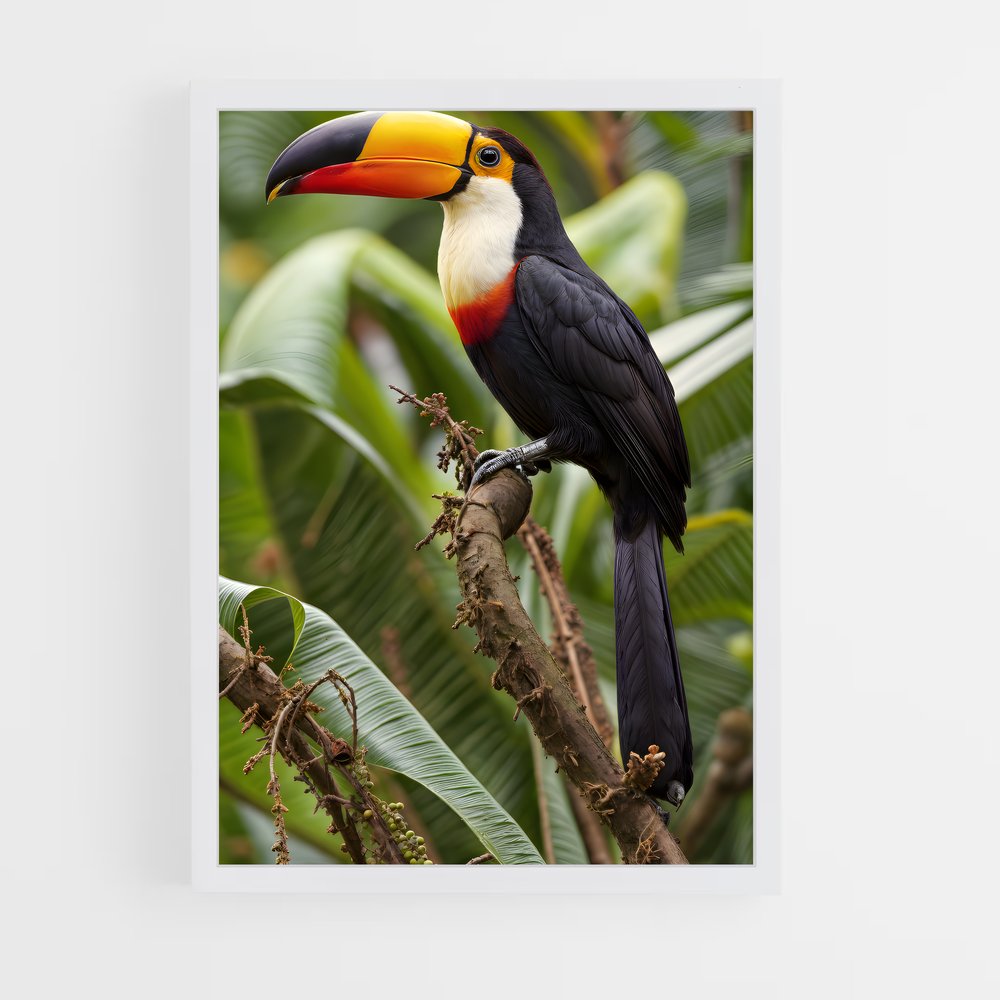 ap-toucan-1 cadre Blanc