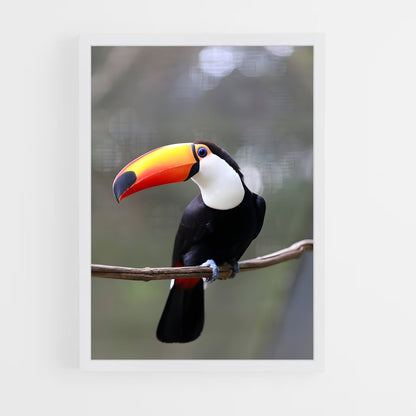 ap-toucan-9 cadre Blanc