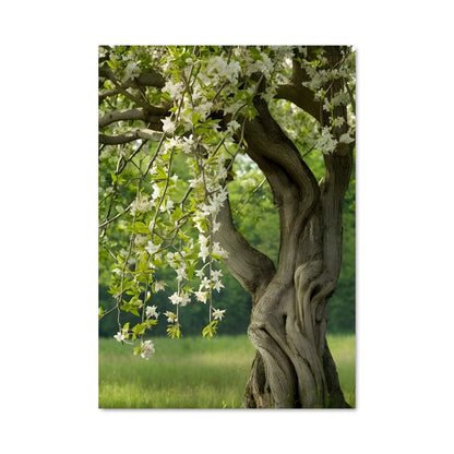 Poster Trees 96902