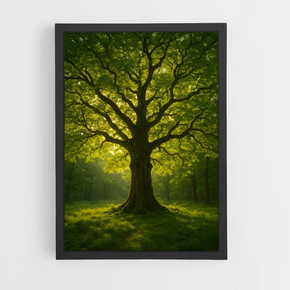 ap-trees-12 cadre Noir