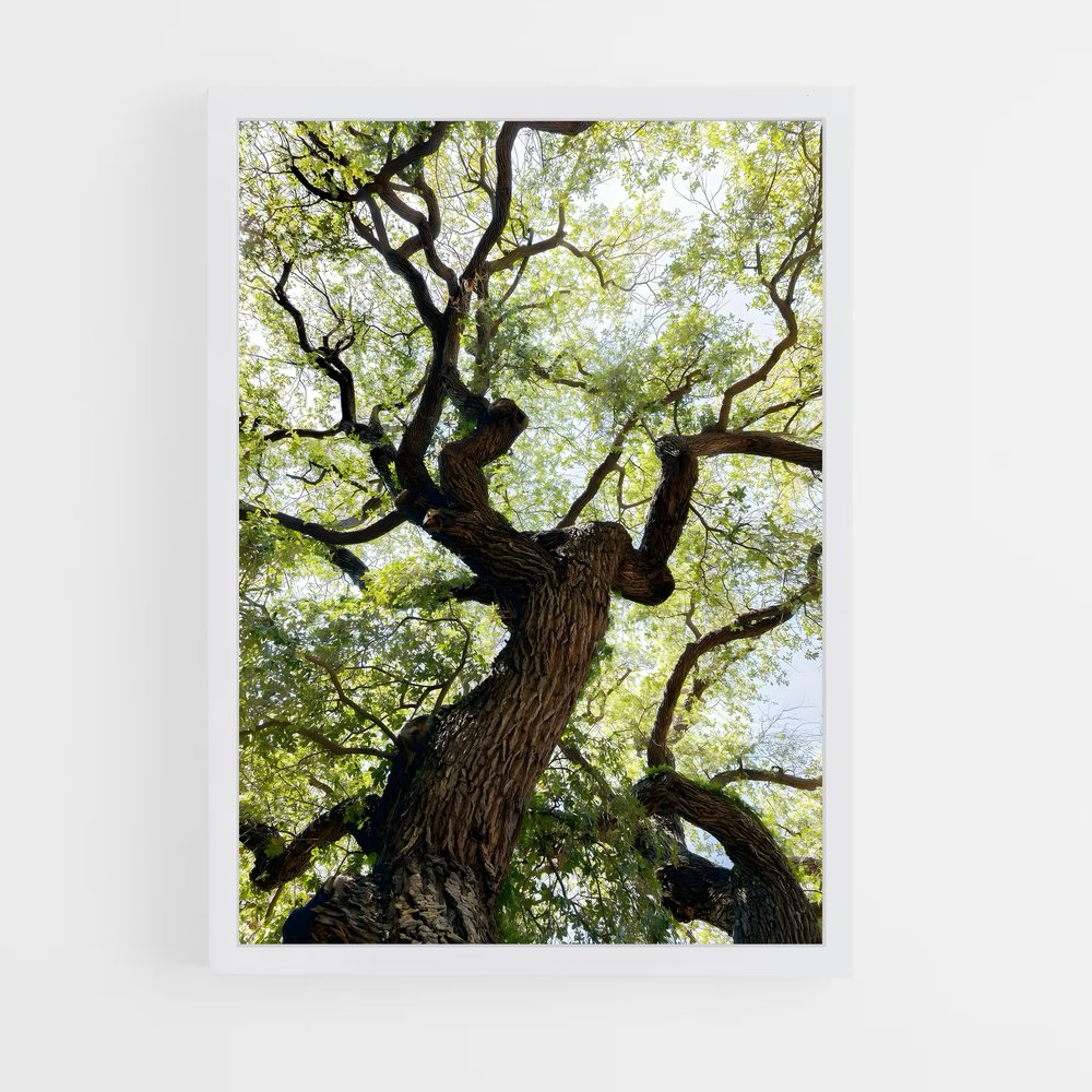 ap-trees-4 cadre Blanc