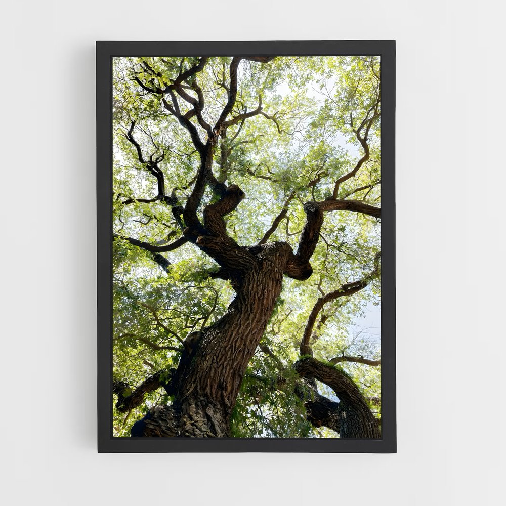 ap-trees-4 cadre Noir