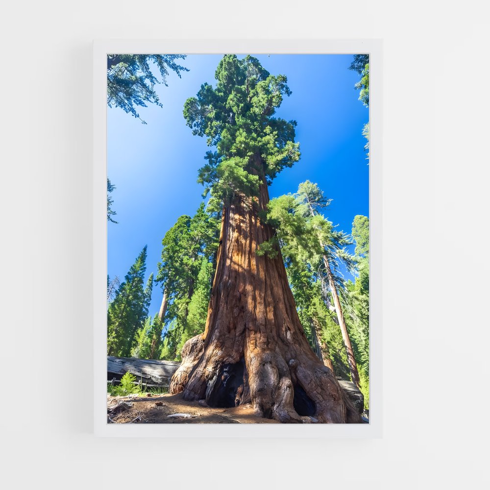 ap-trees-5 cadre Blanc
