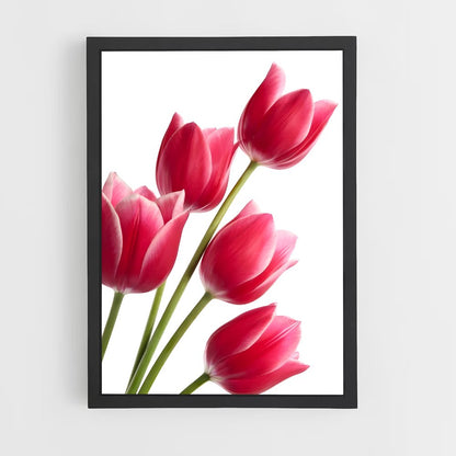 ap-tulip-13 cadre Noir