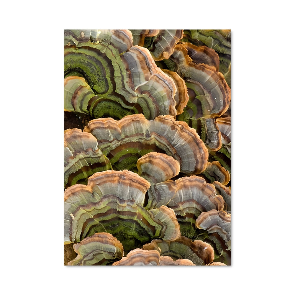 Poster Champignons Turcs