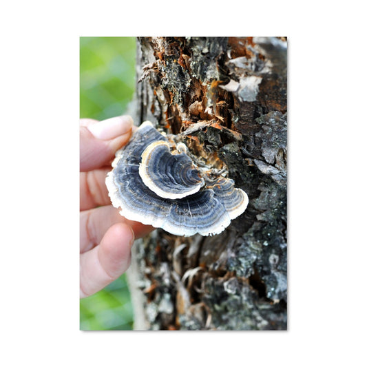 Poster Turkey tail 94305