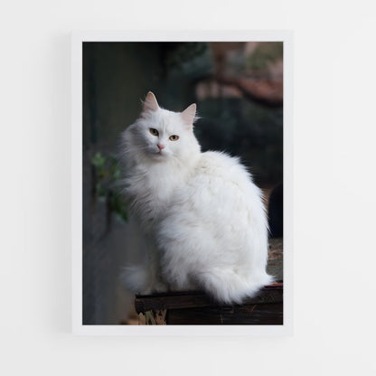 ap-turkish angora-1 cadre Blanc