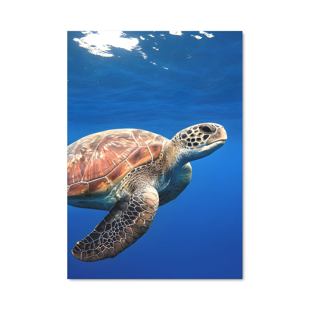 Poster Turtle 84512