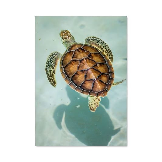 Poster Plongée Marine