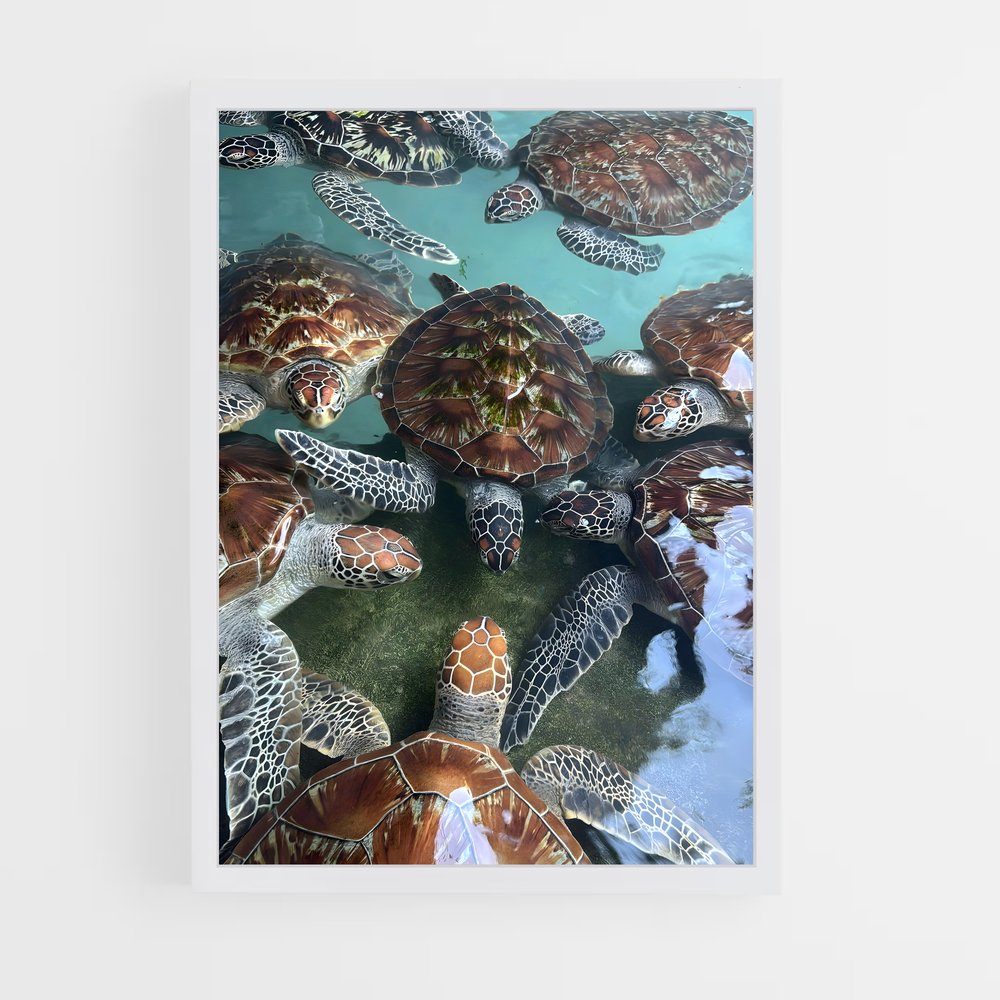ap-turtle-8 cadre Blanc