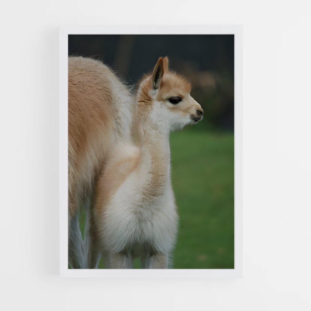 ap-vicuna-5 cadre Blanc
