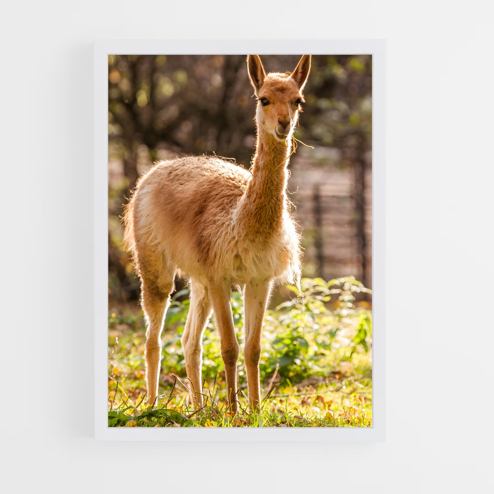 ap-vicuna-8 cadre Blanc