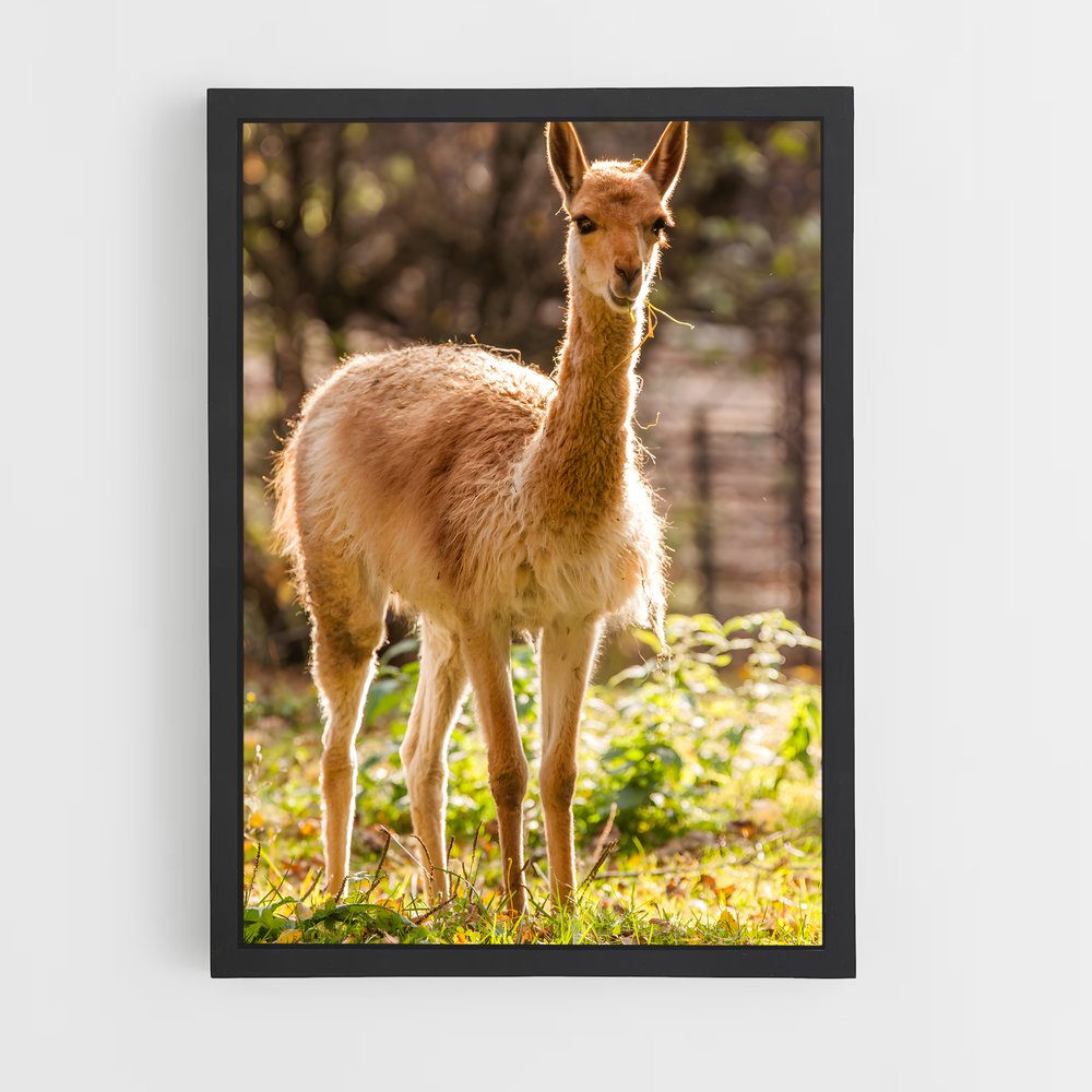 ap-vicuna-8 cadre Noir