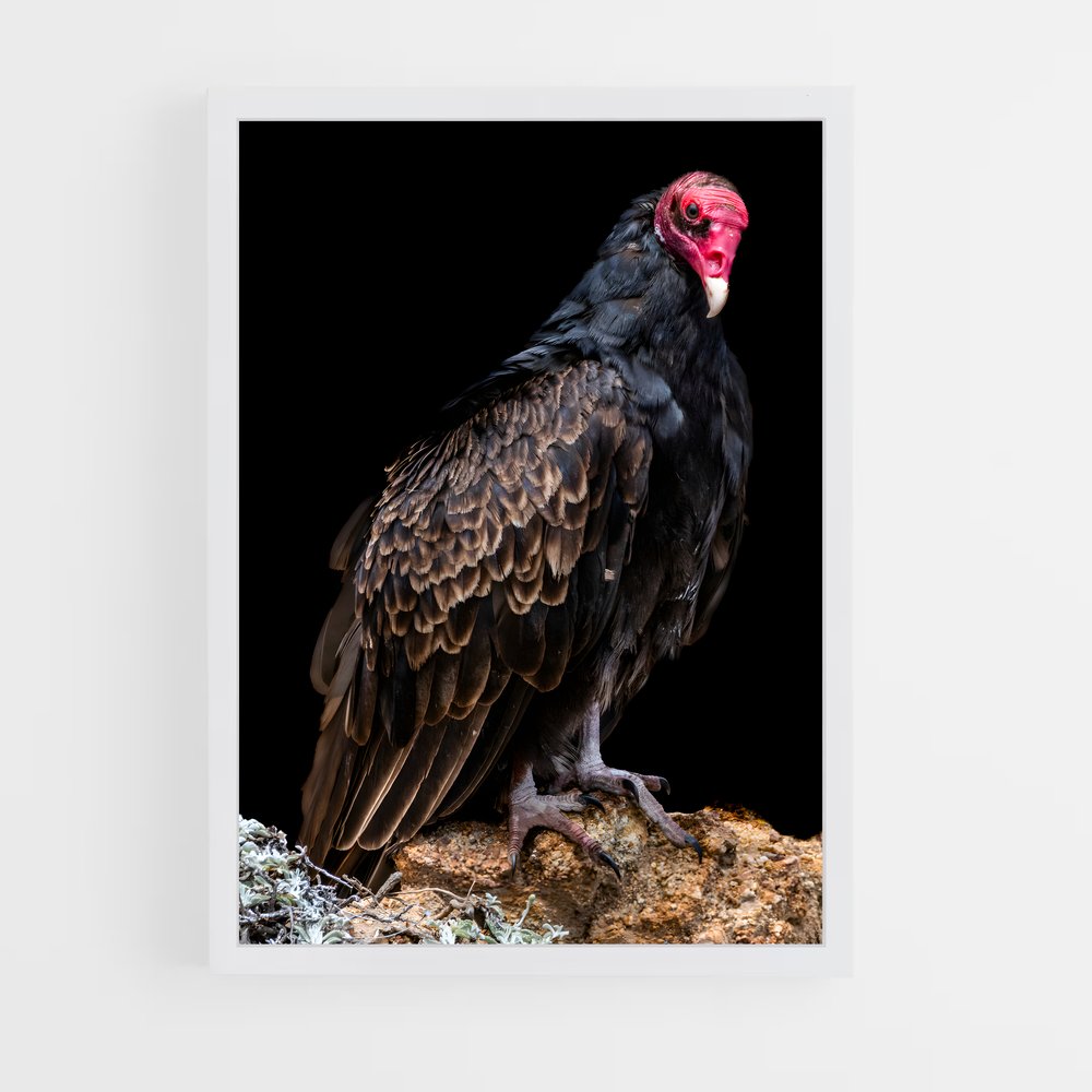 ap-vulture-3 cadre Blanc