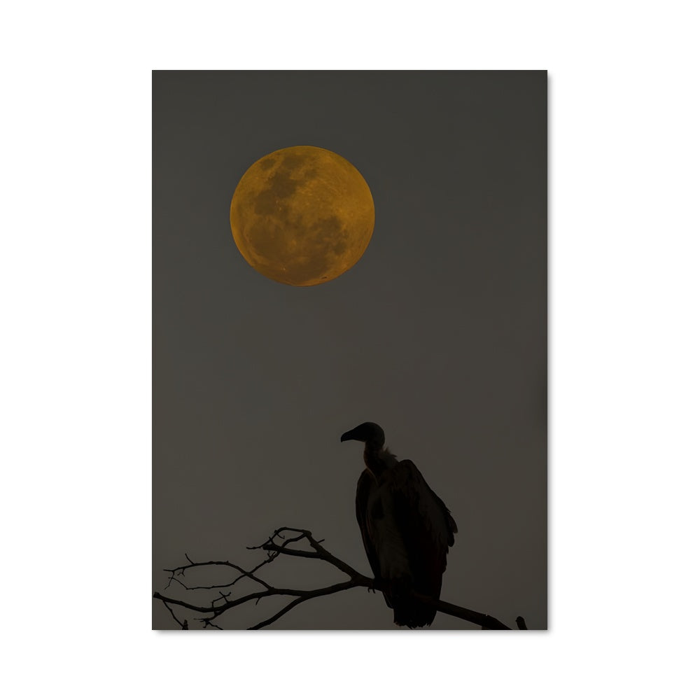 Poster L'Observateur Nocturne