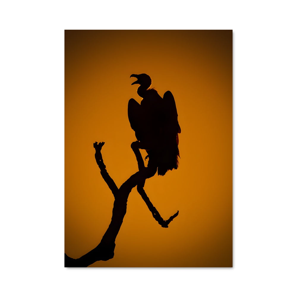 Poster Vulture 84533