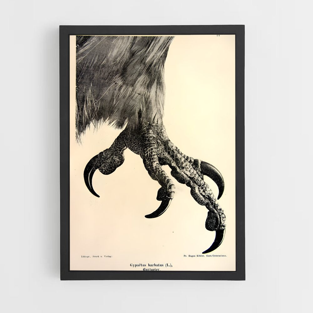 ap-vulture-8 cadre Noir