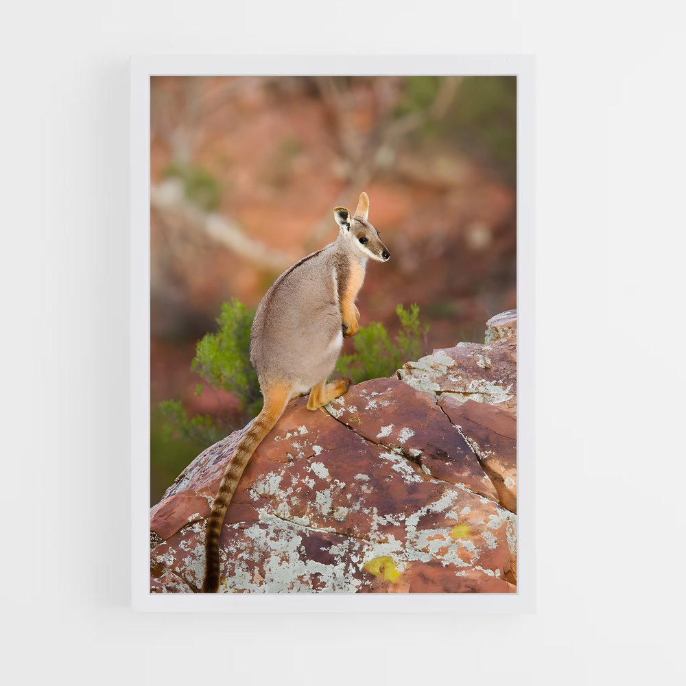 ap-wallaby-2 cadre Blanc