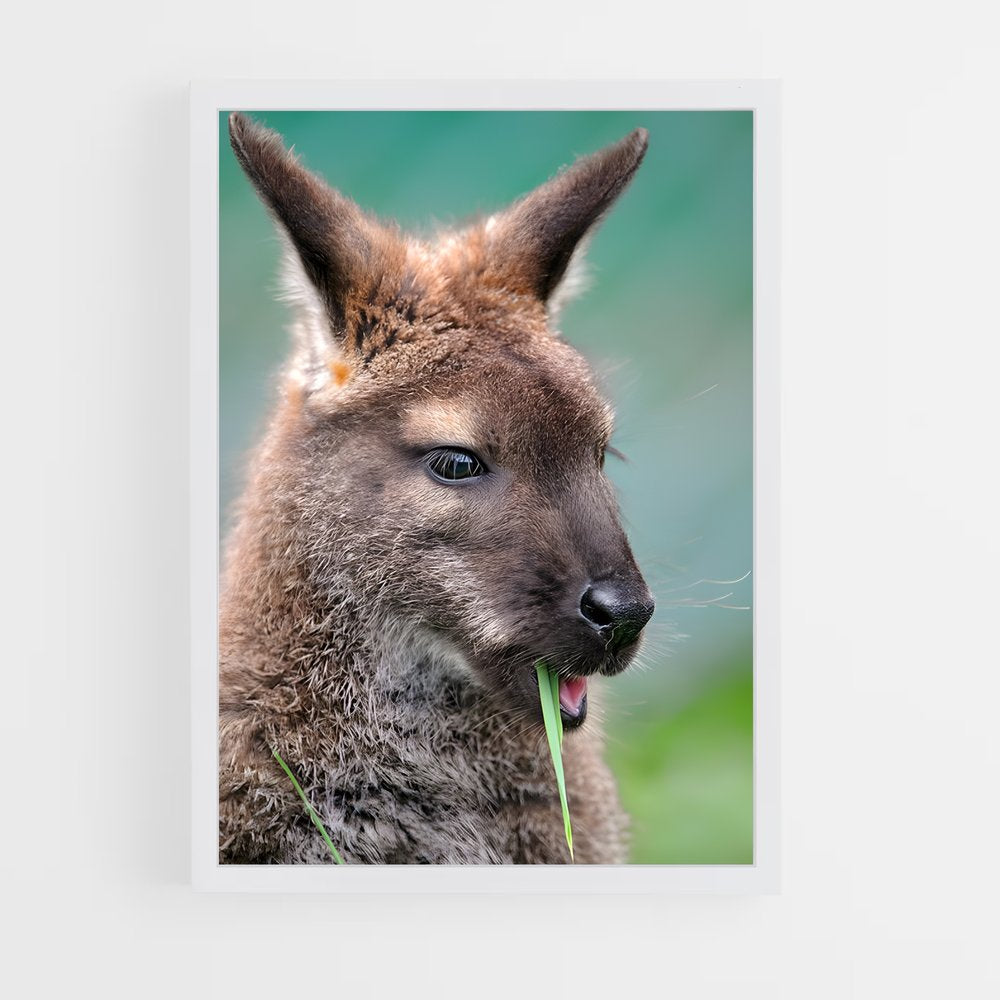 ap-wallaby-3 cadre Blanc