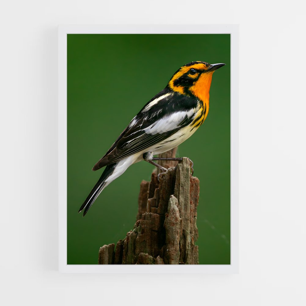 ap-warbler-3 cadre Blanc