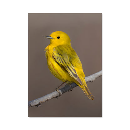 Poster Le Chant du Warbler