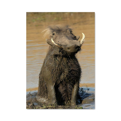 Poster Bébé Warthog en Eau