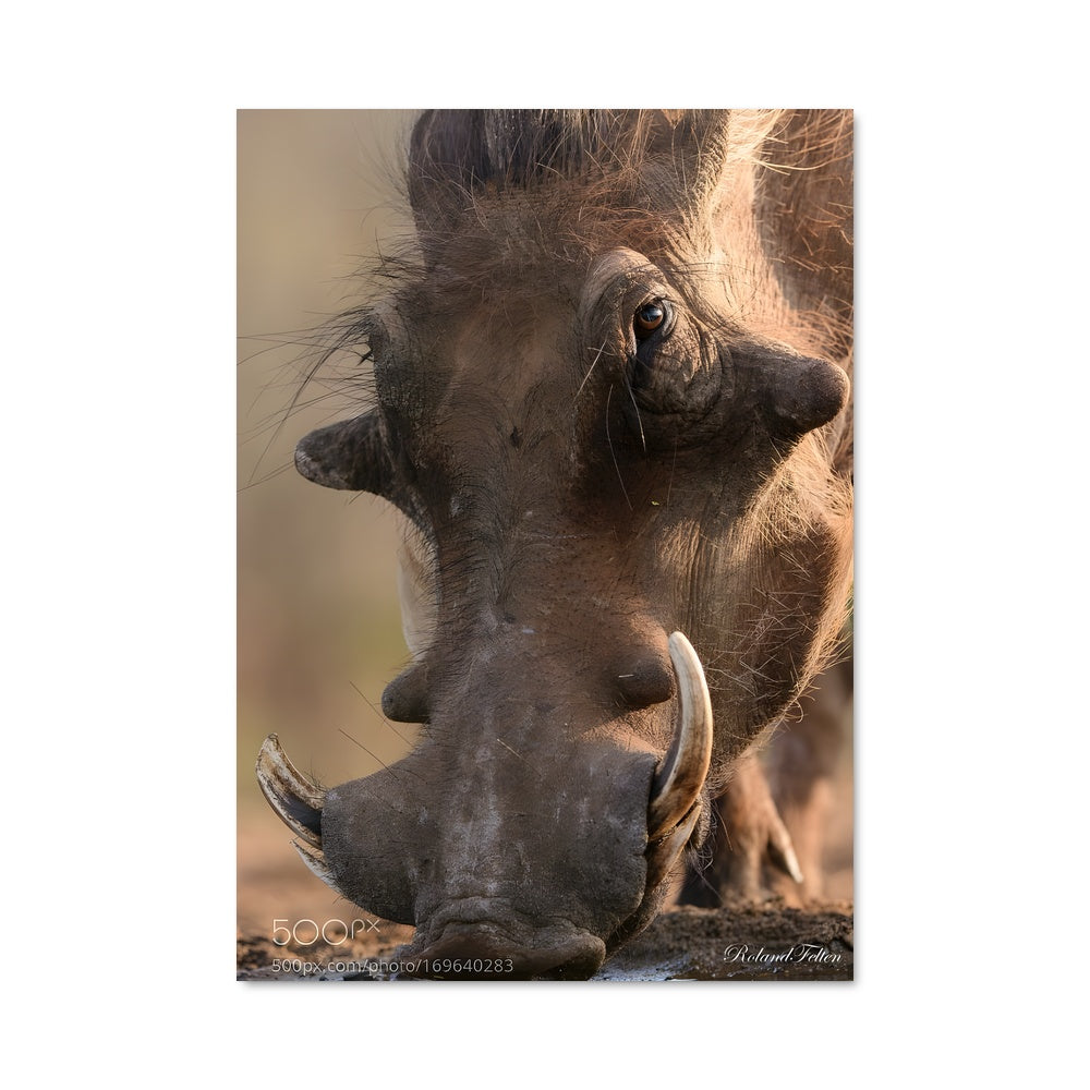 Poster L'Hydratation Sauvage