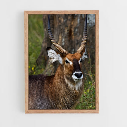 ap-waterbuck-4 cadre Bois clair