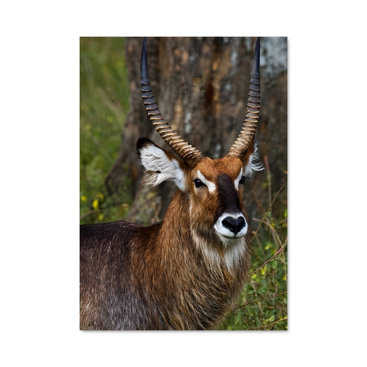 Poster Waterbuck 84572