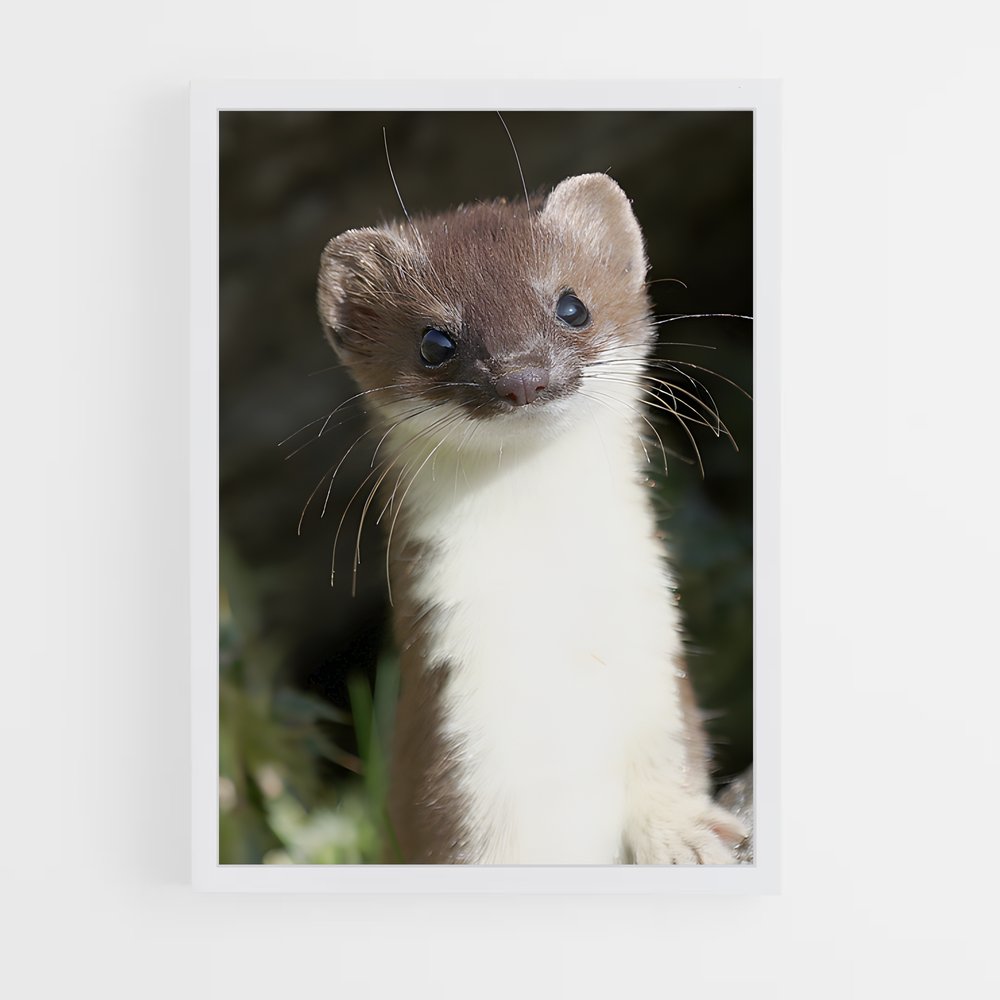 ap-weasel-1 cadre Blanc