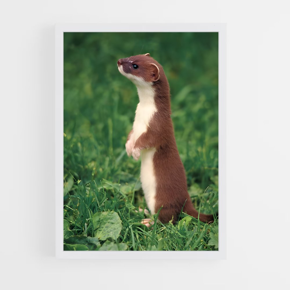 ap-weasel-2 cadre Blanc