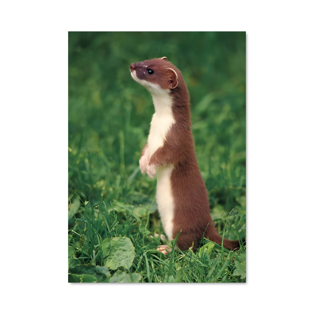 Poster La Petite Belette