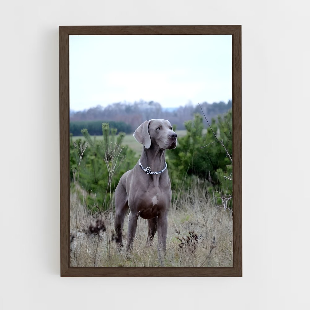 ap-weimaraner-2 cadre Bois foncé