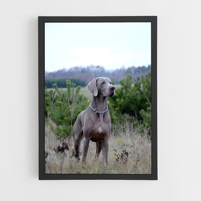 ap-weimaraner-2 cadre Noir