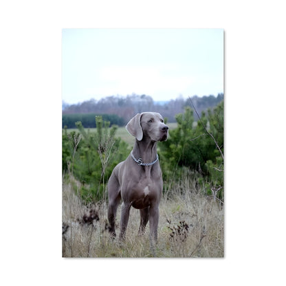 Poster Weimaraner en Plein Air