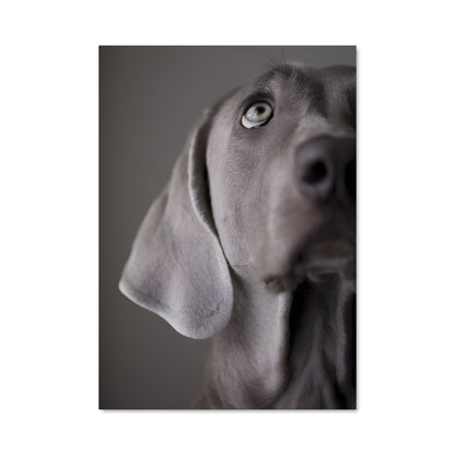 Poster Regard Fidèle