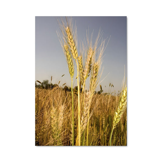 Poster Wheat 96394