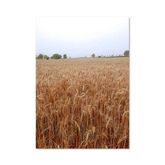 Poster Wheat 96396