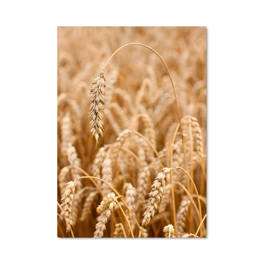 Poster Champ de Blé