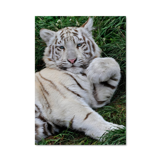 Poster Petit Tigre Blanc