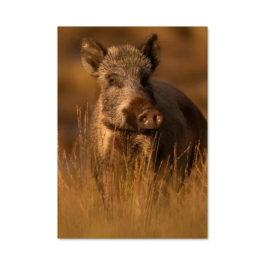 Poster Sanglier Sauvage