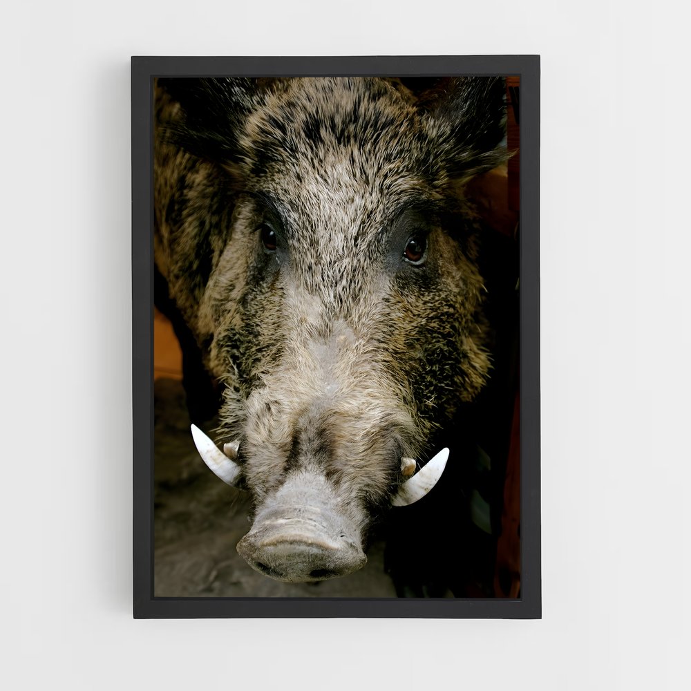 ap-wild boar-3 cadre Noir