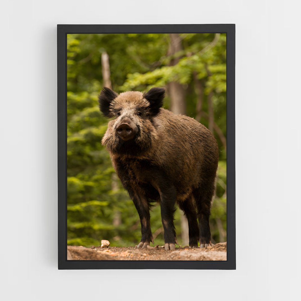 ap-wild boar-6 cadre Noir