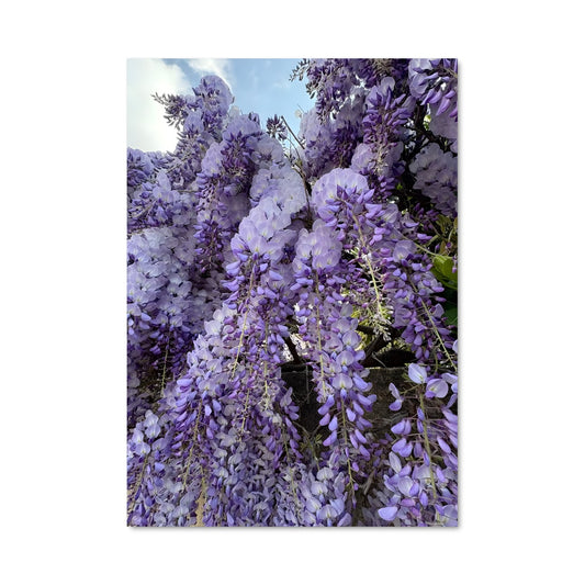 Poster Wisteria Dreams