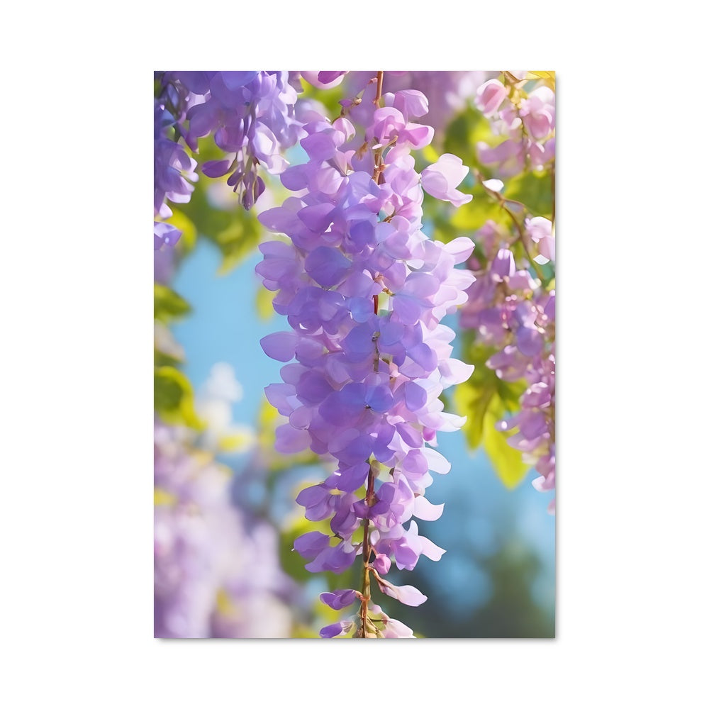Poster Fleur de Wisteria