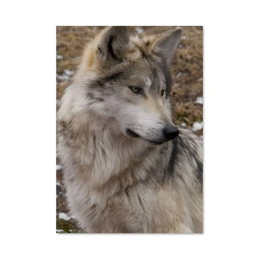 Poster Wolf 84621