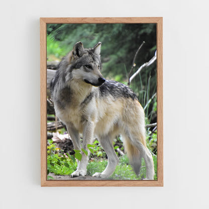 ap-wolf-8 cadre Bois clair