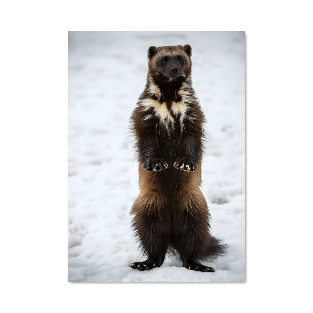 Poster Wolverine 84617